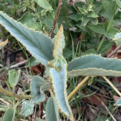 Melhania forbesii
