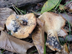 Lactarius croceus