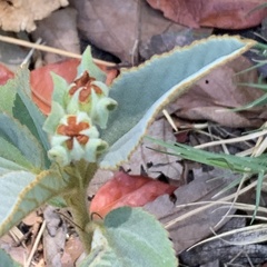 Melhania forbesii