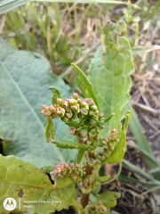 Rumex