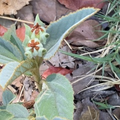 Melhania forbesii