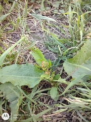 Rumex