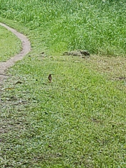 Turdus rufiventris