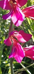 Gladiolus communis