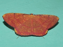 Eumelea rosalia