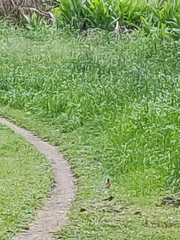 Turdus rufiventris