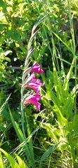 Gladiolus communis