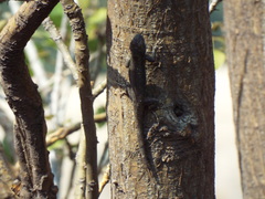Sceloporus grammicus