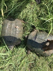 Chelydra serpentina