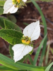 Dalechampia caperonioides