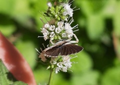 Zizeeria karsandra