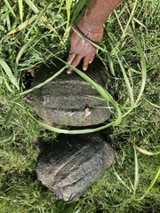 Chelydra serpentina