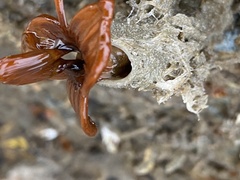 Styela montereyensis