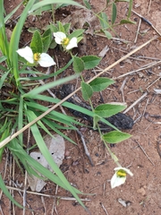 Dalechampia caperonioides