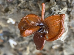 Styela montereyensis