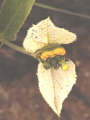 Dalechampia caperonioides
