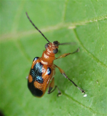 Neolema dorsalis