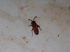Scantius aegyptius