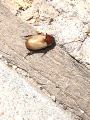 Cyclocephala melanocephala