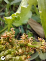 Rumex