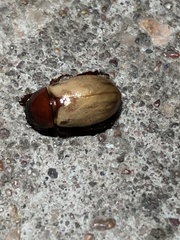 Cyclocephala melanocephala