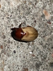 Cyclocephala melanocephala