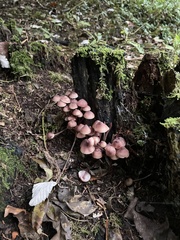 Fungi