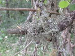 Ramalina stenospora
