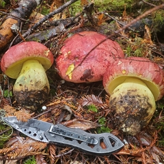 Butyriboletus autumniregius
