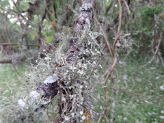 Ramalina stenospora