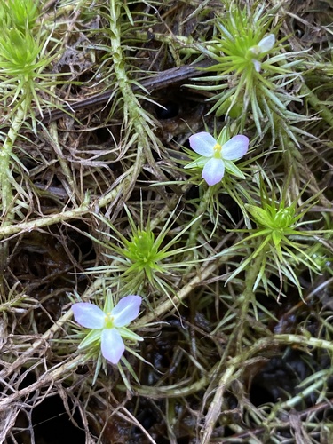 Mayaca fluviatilis image