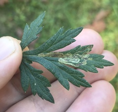 Liriomyza ptarmicae
