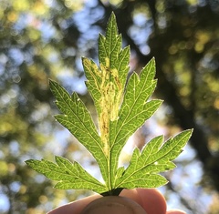Liriomyza ptarmicae