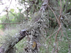Ramalina stenospora