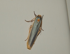Sozusa scutellata