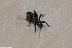 Stenopelmatus minor