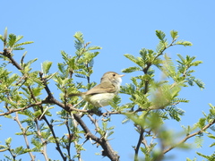 Euscarthmus meloryphus