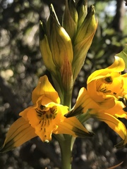 Chloraea gavilu
