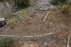 Aspalathus retroflexa retroflexa