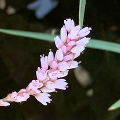 Persicaria limbata
