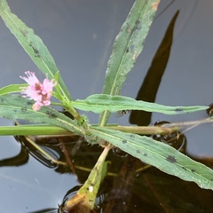 Persicaria limbata