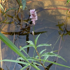 Persicaria limbata