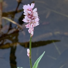 Persicaria limbata