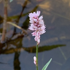 Persicaria limbata