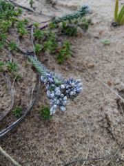 Polygala cyparissias