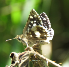 Ernsta dromus