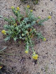 Pseudognaphalium cheiranthifolium