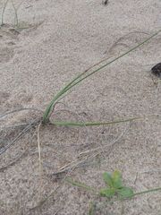 Panicum racemosum