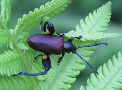 Sagra bicolor