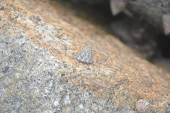 Bembicium
